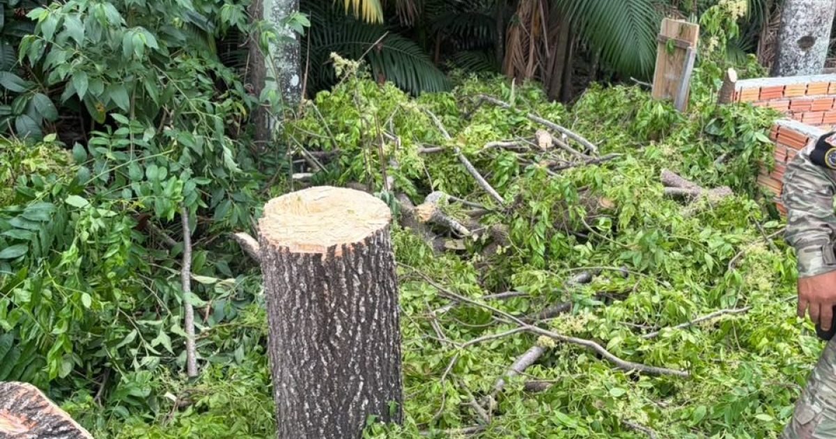 Limpeza paga por terceiros é apontada em intervenção com corte de árvore em APP de Manaus
