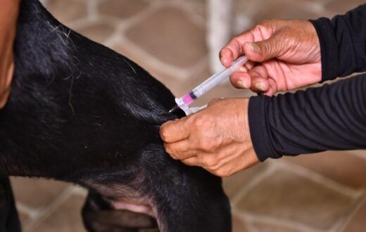 Meta da campanha antirrábica em Manaus é imunizar 282,4 mil cães e gatos