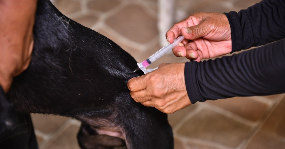 Meta da campanha antirrábica em Manaus é imunizar 282,4 mil cães e gatos